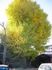 調布金子のイチョウ。05.12.13.