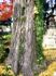 樹形は見事な円形で幹にはシダが自生。06.12.05.