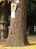 noborito-inari-miki.jpg(5236 byte)