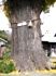 樹高は高くないが樹形はドッシリと構えている。06.12.06.