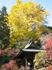 町田清水寺のイチョウ。05.12.08