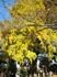 芝東照宮の大イチョウ。05.12.13.