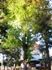 天縛皇神社のイチョウ。05.11.21.