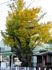 移植と痛みにも負けず毎年紅葉の矢野口地蔵イチョウ。06.12.05.