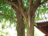 寛永寺の乳状下垂。05.05.19.