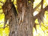 無数に成長した光福寺の乳状下垂。05.12.23.