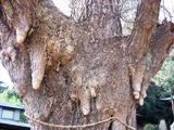 八王子熊野神社の気根。05.12.22.