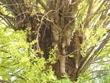 無数に気根をつけた妙光院のイチョウ。05.11.08.
