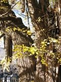 善福寺の大イチョウの乳状下垂。あくなき成長力に驚き。04.12.17.