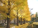 イチョウの落葉で黄金色の絨毯。05.11.30.