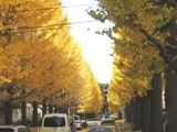 小平団地内のイチョウ並木。05.11.30.