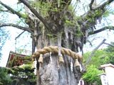 鶴岡八幡宮の石段脇の名木。06.04.21.