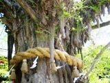樹齢1000年の大イチョウ。06.04.21.