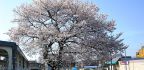 相原の中村佰年桜。'06.04.04.