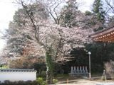 ̎Qe̍B06.03.29.