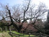ꂼǍ̌̃}UNB06.04.09.