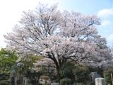 莛2{ڂ̂܂B06.04.08.