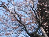 cO1̊̂݉Ԃ炭B06.04.08.