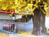 黄葉の舞い落ちる中、立像地蔵と坐像地蔵と共に佇む。06.12.16.