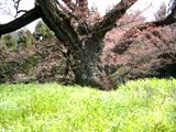 長閑な陽射しの中のあきる野市光厳寺のヤマザクラ。06.04.09.