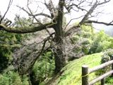急斜面に屹立と立つやまざくら。06.03.29.
