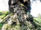 とてもはかなき桜とは思えぬこの老木の苔むした幹。06.04.09.