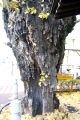 根元1/3抉れ焦げても太い幹を支える。06.12.15.