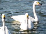 純白の白鳥が6羽飛来し羽を休める。06.01.12.