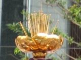 普通は葱花ですが非常に珍しい蓮の擬宝珠です。06.08.27.