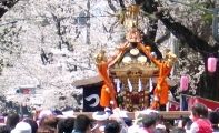 何処までも続く桜並木を神輿が進む。07.04.01.