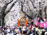 桜並木の中を巡行の同好会神輿の常盤平神輿。07.04.01.