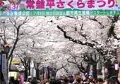 五香から見事なさくら並木のトンネルが続いている。
常盤平そして八柱までさくら通りは全長3.1キロ。07.04.01.