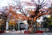 大鳥居前の樹齢600年古木のケヤキ。04.12.13.