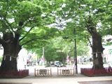 大鳥居から馬場大門欅並木が続く。06.05.26.