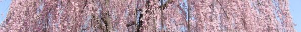 高楽寺の優雅に満開の枝垂桜。八王子市狭間町1868。06.03.29.