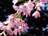 今年も艶やかに咲きました。07.03.28.