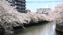 この亀の甲橋の上を目蒲線が通っている。07.04.05.