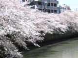 川幅広くなった目黒川さくら並木の最南です。07.04.05.