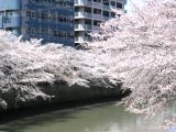 橋の袂には「清流の復活目黒川」の説明版が設置されている。07.04.05.