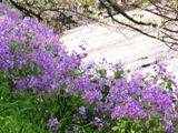 私達も見てくださいと見事に生い茂るムラサキハナナ。07.04.04.