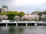 内堀から望む外濠の桜達。07.04.04.