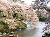 早や散りはじめです。07.04.04.