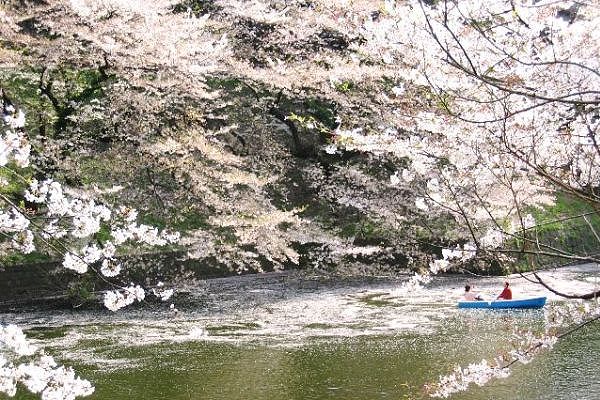 散りても内堀に花びら絨毯浮かせる。07.04.04.