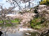 花弁は渦を巻き別れ惜しむようです。07.04.04.