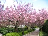 見事満開の南大沢4丁目遊歩道の里桜。07.04.19.