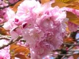 里桜は八重十重にと咲く里桜。07.04.19.