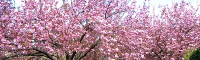 春冷えや春雷に負けず八重満開の4丁目の里桜。07.04.19.