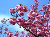 生命力を誇示するこの枝振り。07.04.19.