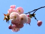 ֎R̉ԕق͔d炫łB07.04.10.