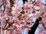 小輪一重の淡紅色の小彼岸桜。07.04.07.